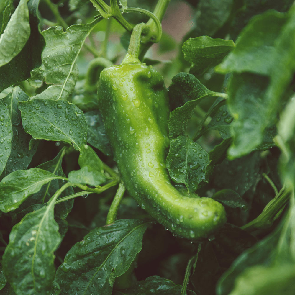 
                  
                    Load image into Gallery viewer, Pre-Order Fresh Roasted Hatch Green Chile - 20 lb Bag
                  
                
