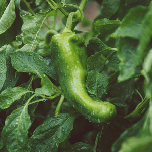 
                  
                    Load image into Gallery viewer, Pre-Order Fresh Roasted Hatch Green Chile - 20 lb Bag
                  
                